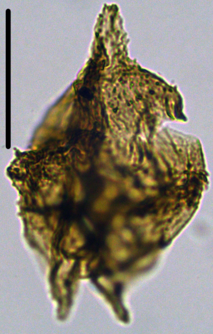 Cerodinium cpx cf wardenense Cwa32XCC0251082b.jpg